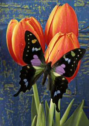 Ag 3436 Алмазная мозаика Гранни "Бабочка на тюльпанах"
