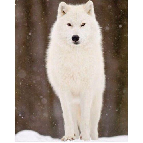 Алмазная мозаика Гранни "Белый волк" Ag5800